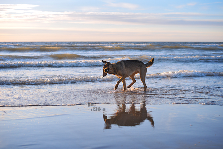 Our secret spot at the beach, Domburg Netherlands | dog photography/ hondenfotografie | www.DOGvision.be