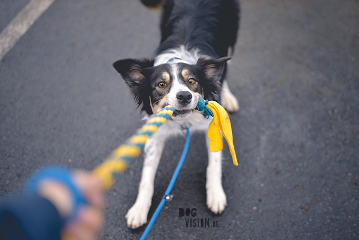 Creative on the road: fleece dog toy diy | www.DOGvision.be | dog blog