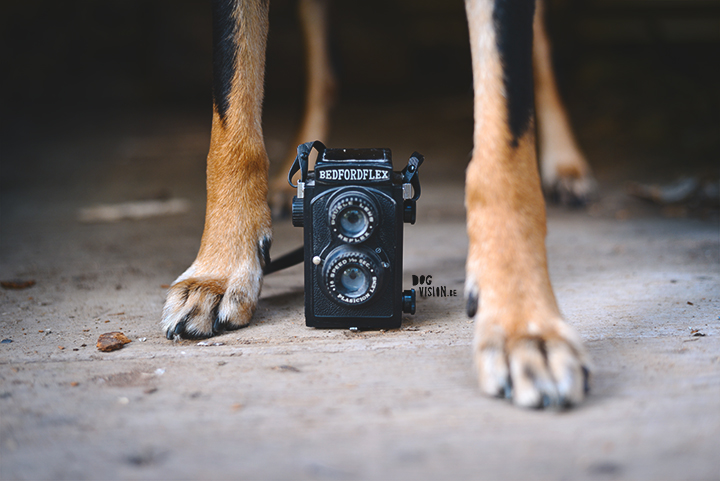 How to find your own photographic style? | dog photography tips & tricks on www.DOGvision.be