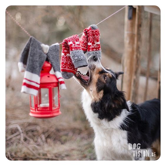 Christmas dog photoshoot inspiration. www.DOGvision.eu