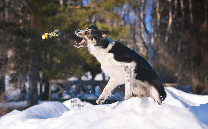 #TongueOutTuesday (14), blog about dogs and Sweden on www.DOGvision.eu