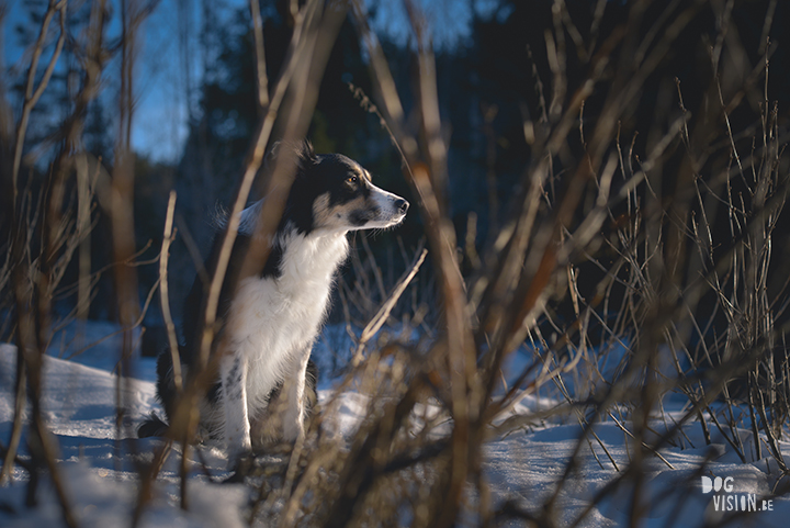 #TongueOutTuesday (15), dog photography project, weekly photo project, dog photography Sweden