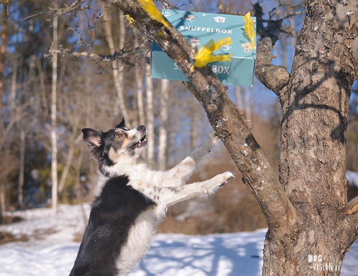 #TongueOutTuesday (14), blog about dogs and Sweden on www.DOGvision.eu