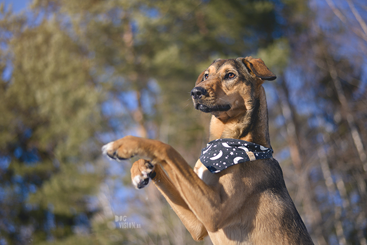 #TongueOutTuesday (14), blog about dogs and Sweden on www.DOGvision.eu