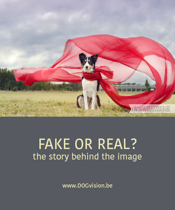 Fake or real, the story behind the photograph | www.DOGvision.be | dog photography