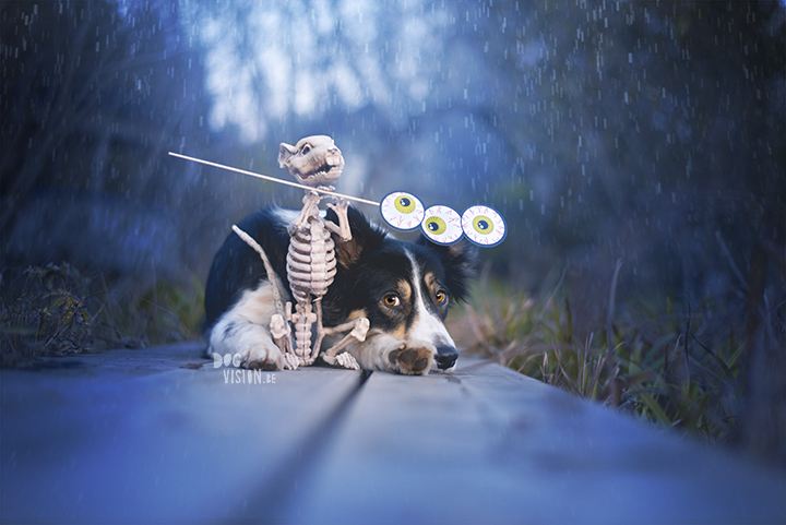 Halloween dog 2017 | dog photography | Border Collie | www.DOGvision.eu