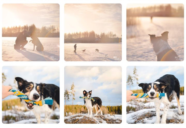 Dogs Of Instagram: organizing your feed | blog on www.dogvision.eu