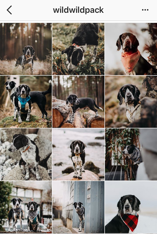 DOGvision | Dogs Of Instagram: organizing your feed | blog on  