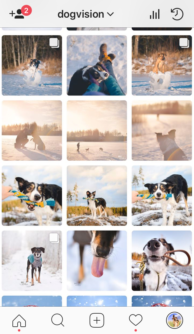 Dogs Of Instagram: organizing your feed | blog on www.dogvision.eu