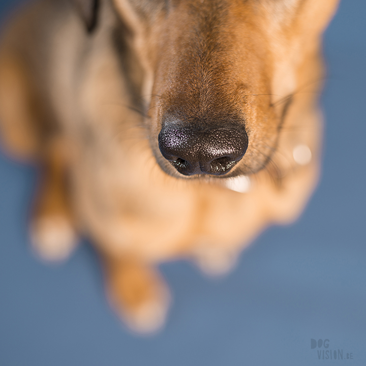 Studio dog photography | Dalarna, Sweden | rescue dog and dog blog | wwww.DOGvision.eu
