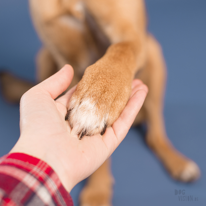 Studio dog photography | Dalarna, Sweden | rescue dog and dog blog | wwww.DOGvision.eu