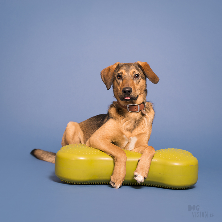 Studio dog photography | Dalarna, Sweden | rescue dog and dog blog | wwww.DOGvision.eu