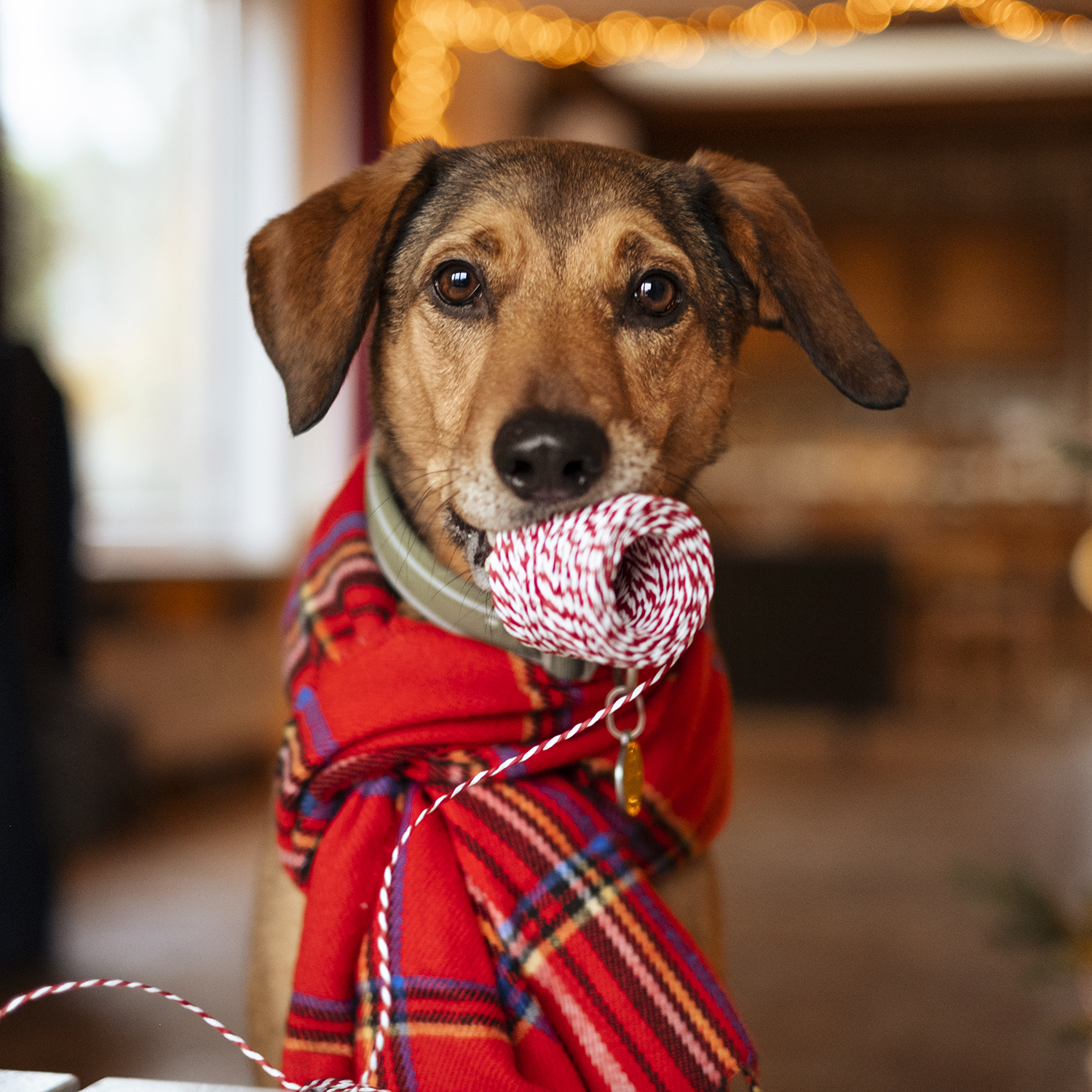 Dog Christmas aesthetic, dog photography, www.DOGvision.eu