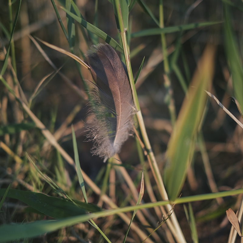 Feather, dog scavenger hunt, mondo cane adventure dog challenge, summer puzzles, dogs in Sweden, dog photography, www.DOGvision.eu