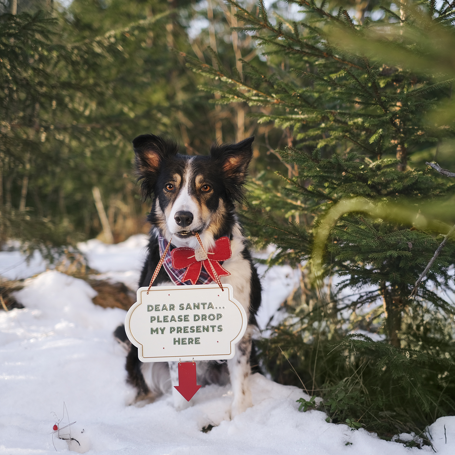 Dog Christmas aesthetic, dog photography, www.DOGvision.eu