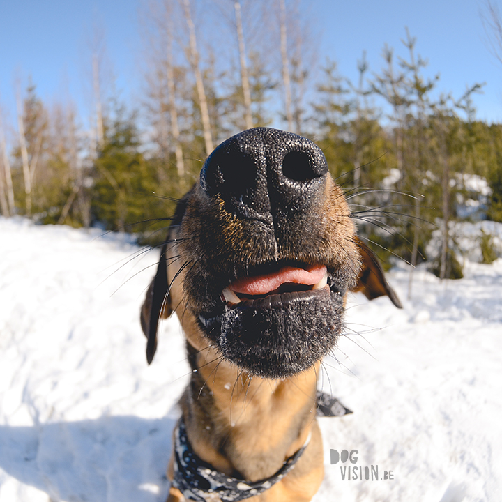 #TongueOutTuesday (13), hondenfotografie, leven in Zweden, hondenfotograaf, blog honden, www.DOGvision.be