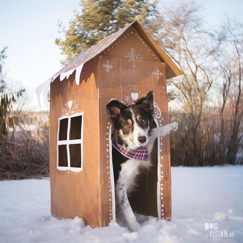 Gingerbread house day, December 13th, dog holiday photoshoot ideas, www.DOGvision.eu