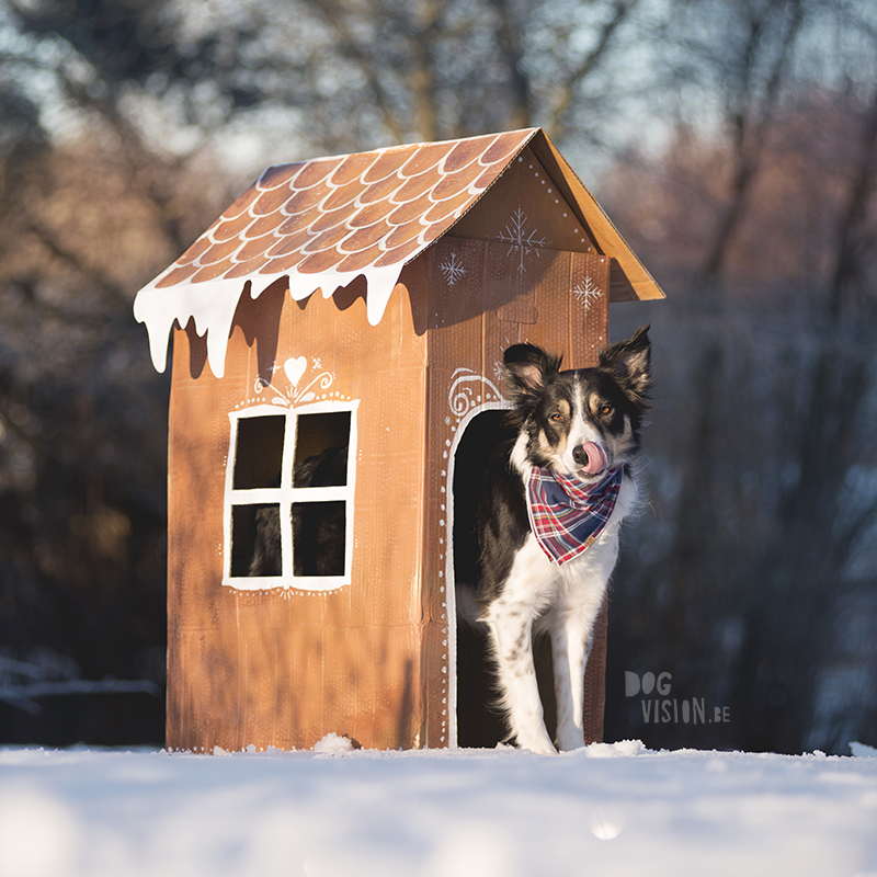 Gingerbread house day, December 13th, dog holiday photoshoot ideas, www.DOGvision.eu