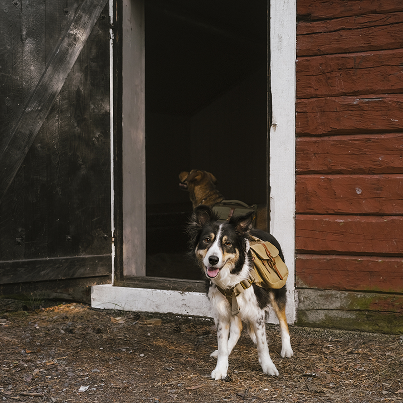 Small red cabin, Border Collie Mogwai, adventure dogs, dog summer story, dogvision dog photography Europe Sweden