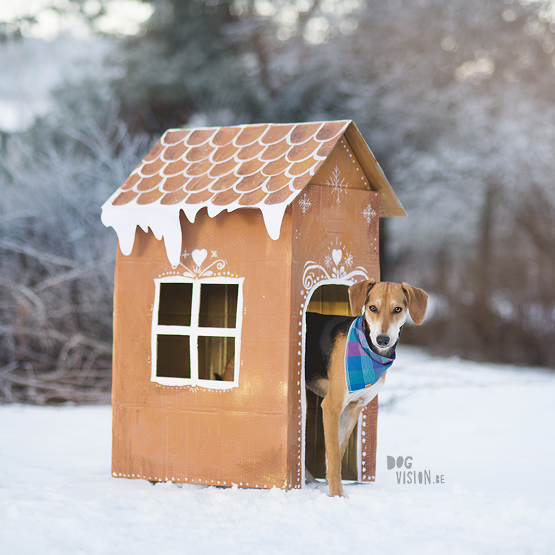 Gingerbread house day, December 13th, dog holiday photoshoot ideas, www.DOGvision.eu