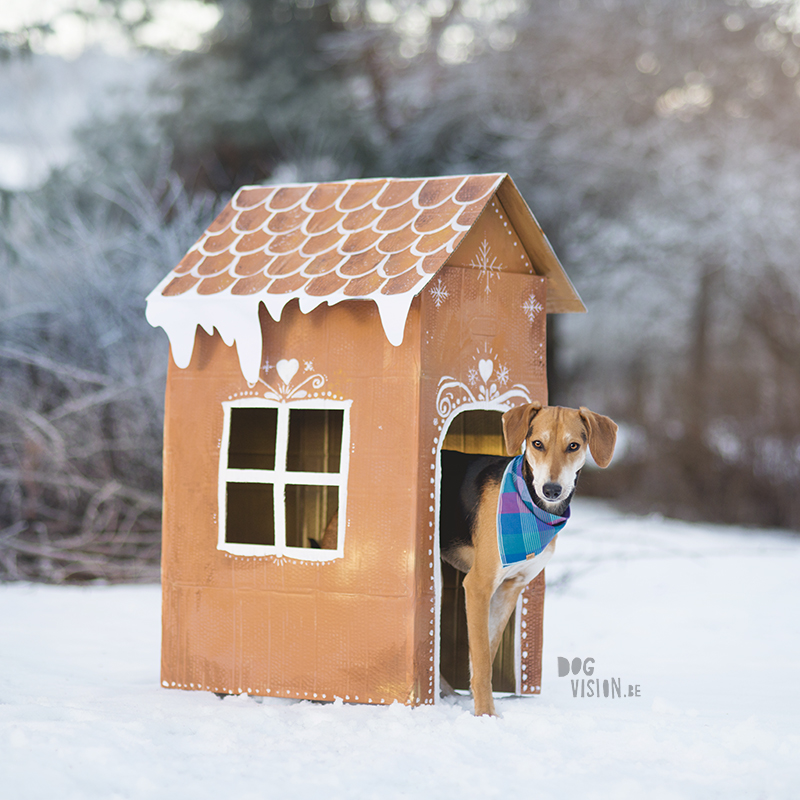 Gingerbread house day, December 12th, dog holiday photo shoot ideas, www.DOGvision.eu