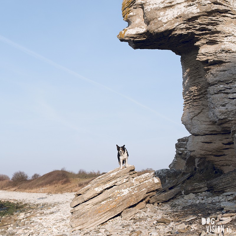 Exploring Gotland, Sweden, traveling with dogs, Europa dog travel, hiking with dogs, dog photographer nordics, www.DOGvision.eu