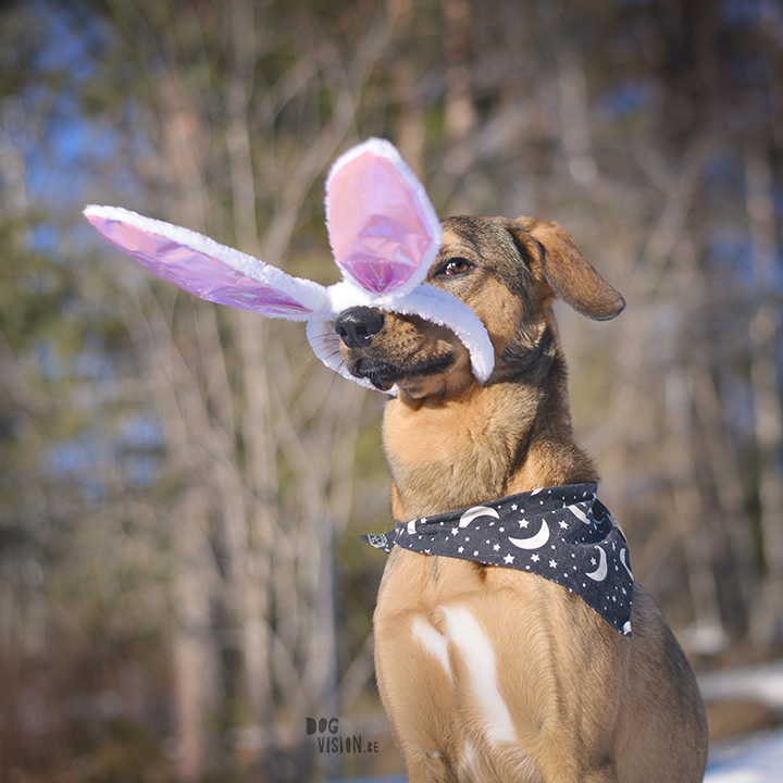 #TongueOutTuesday (14), blog about dogs and Sweden on www.DOGvision.eu