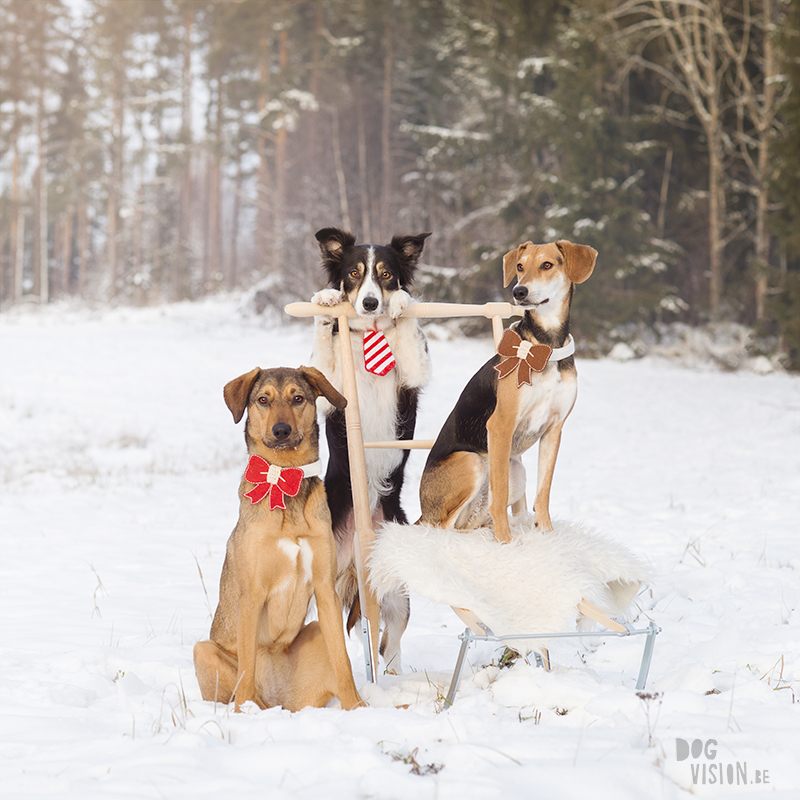 Christmas dog photography, dog blogger, European dog photography, www.DOGvision.eu
