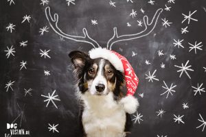 DOGvision | Christmas photoshoot ideas for dogs