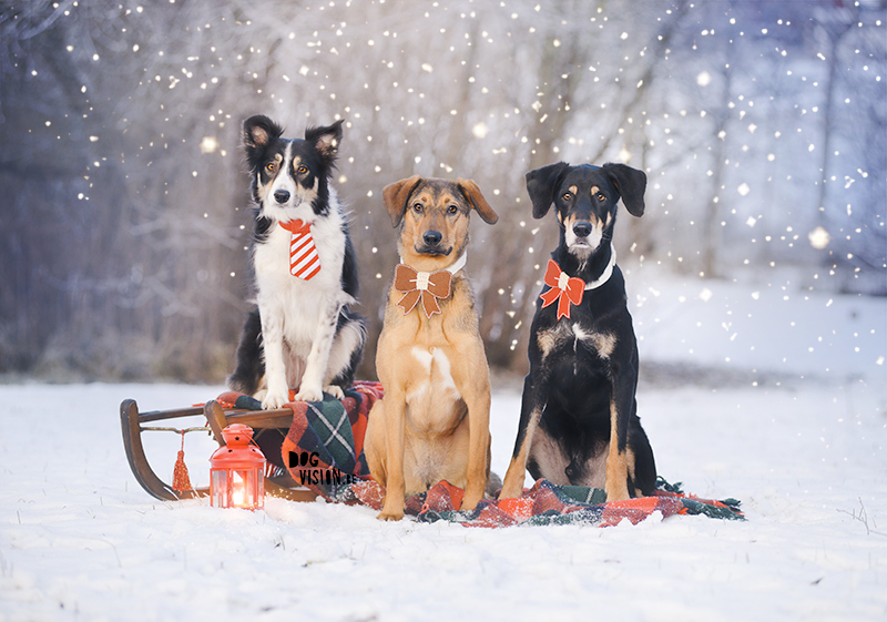 Happy Holidays | Christmas dog | dog photography | www.DOGvision.eu