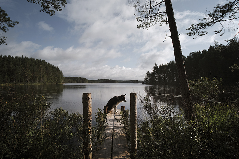 Traveling and camping with dogs, Kolarbyn eco lodge Sweden, primitive cabins, Border Collie, dog photography, www.DOGvision.eu