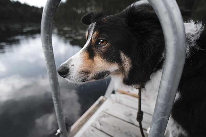 Traveling and camping with dogs, Kolarbyn eco lodge Sweden, primitive cabins, Border Collie, dog photography, www.DOGvision.eu