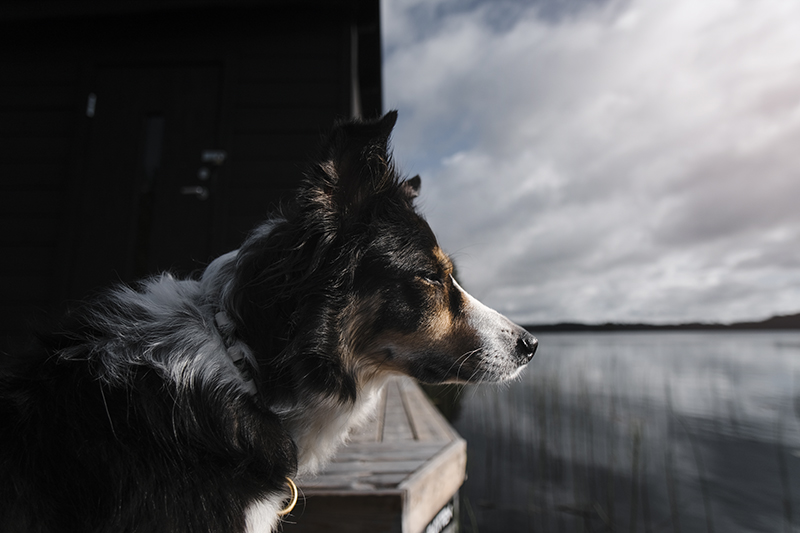 Traveling and camping with dogs, Kolarbyn eco lodge Sweden, primitive cabins, Border Collie, dog photography, www.DOGvision.eu