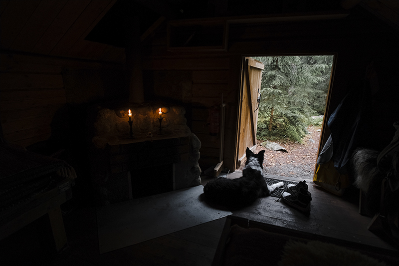 Traveling and camping with dogs, Kolarbyn eco lodge Sweden, primitive cabins, Border Collie, dog photography, www.DOGvision.eu