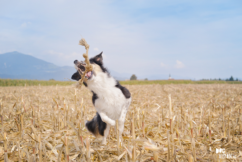 road trip with dogs to Slovenia, traveling with dogs, dog photographer, dog blogger, creative dog photography, www.DOGvision.eu