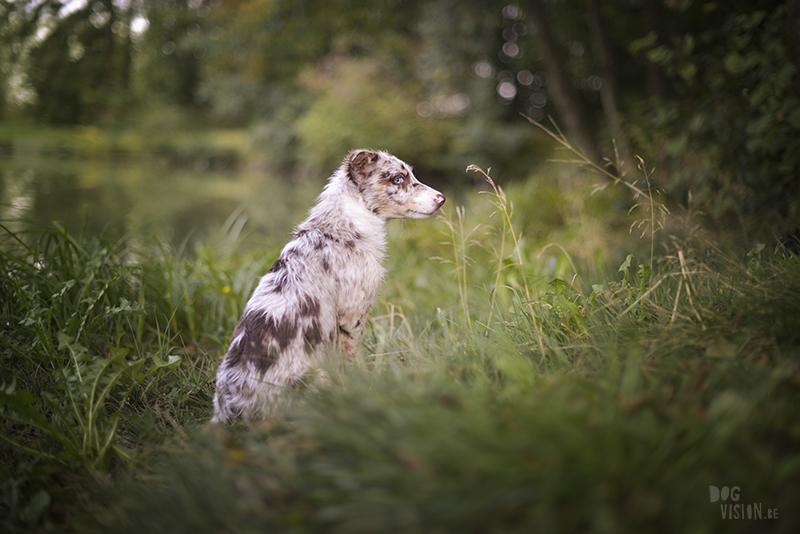 road trip with dogs to Slovenia, traveling with dogs, dog photographer, dog blogger, creative dog photography, www.DOGvision.eu