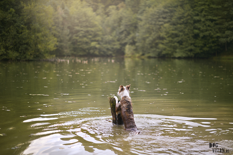 road trip with dogs to Slovenia, traveling with dogs, dog photographer, dog blogger, creative dog photography, www.DOGvision.eu