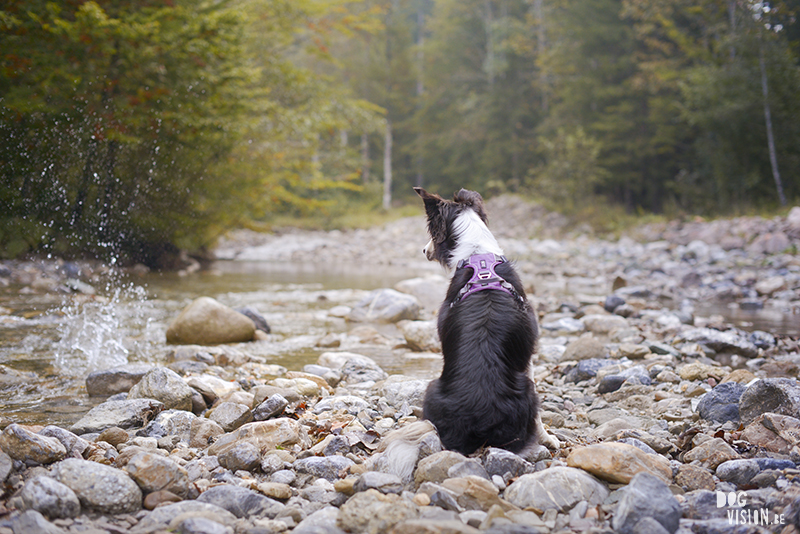 road trip with dogs to Slovenia, traveling with dogs, dog photographer, dog blogger, creative dog photography, www.DOGvision.eu