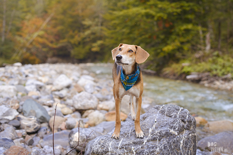 road trip with dogs to Slovenia, traveling with dogs, dog photographer, dog blogger, creative dog photography, www.DOGvision.eu