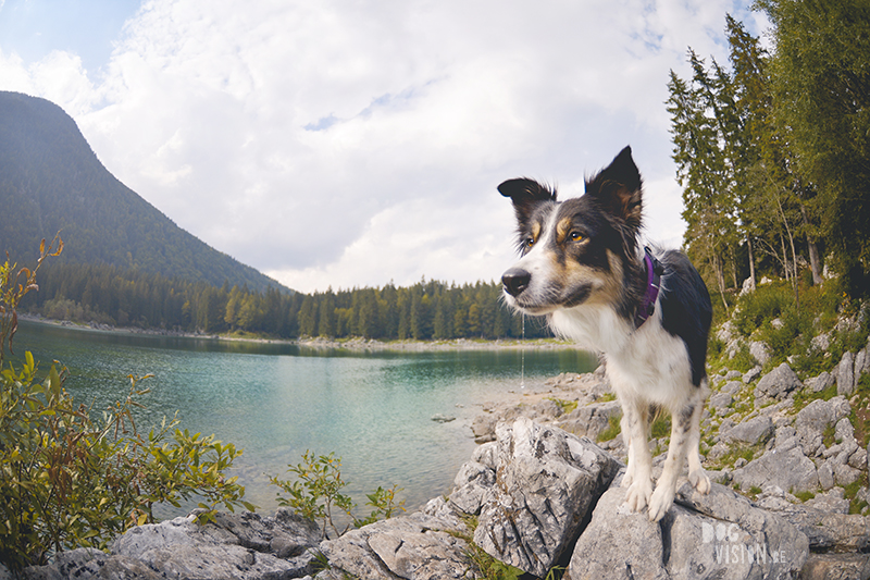 sept18-314Border Collie Mogwai in Italy. Dog photographer Europe, Editorial dog photography, www.DOGvision.eu