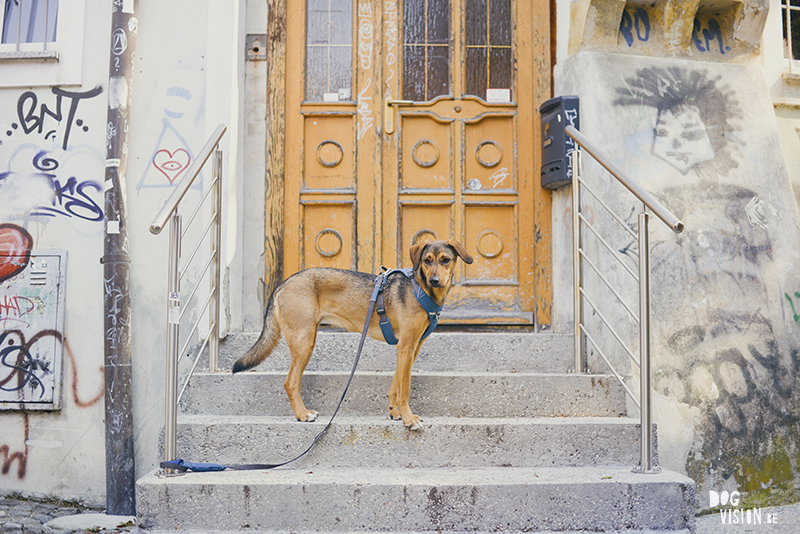 road trip with dogs to Slovenia, traveling with dogs, dog photographer, dog blogger, creative dog photography, www.DOGvision.eu