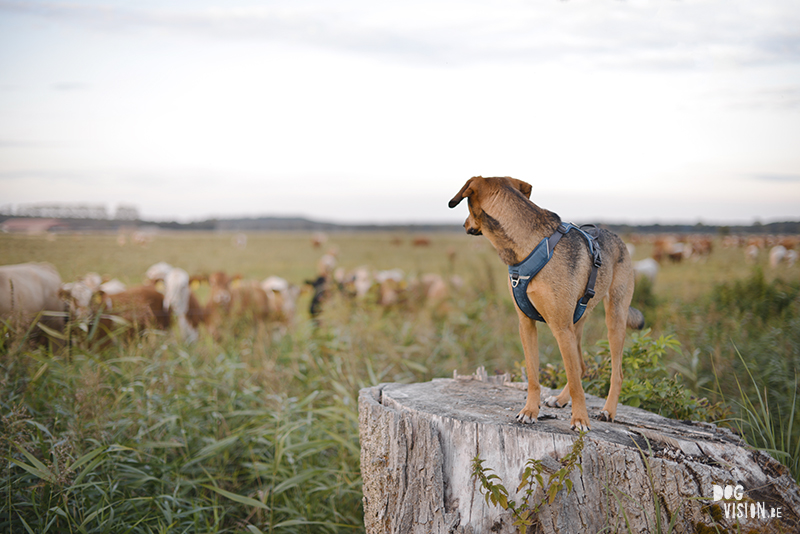 Camping in Germany with dogs, hiking with dogs Europe, traveling with dogs, www.DOGvision.eu