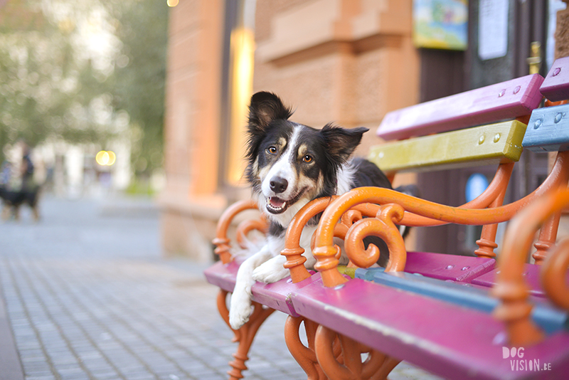 Dog photography, Border Collie, traveling with dogs, Ljubljana, Slovenia, www.DOGvision.eu