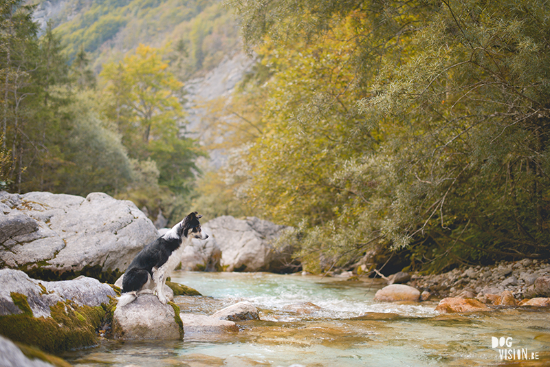 road trip with dogs to Slovenia, traveling with dogs, dog photographer, dog blogger, creative dog photography, www.DOGvision.eu