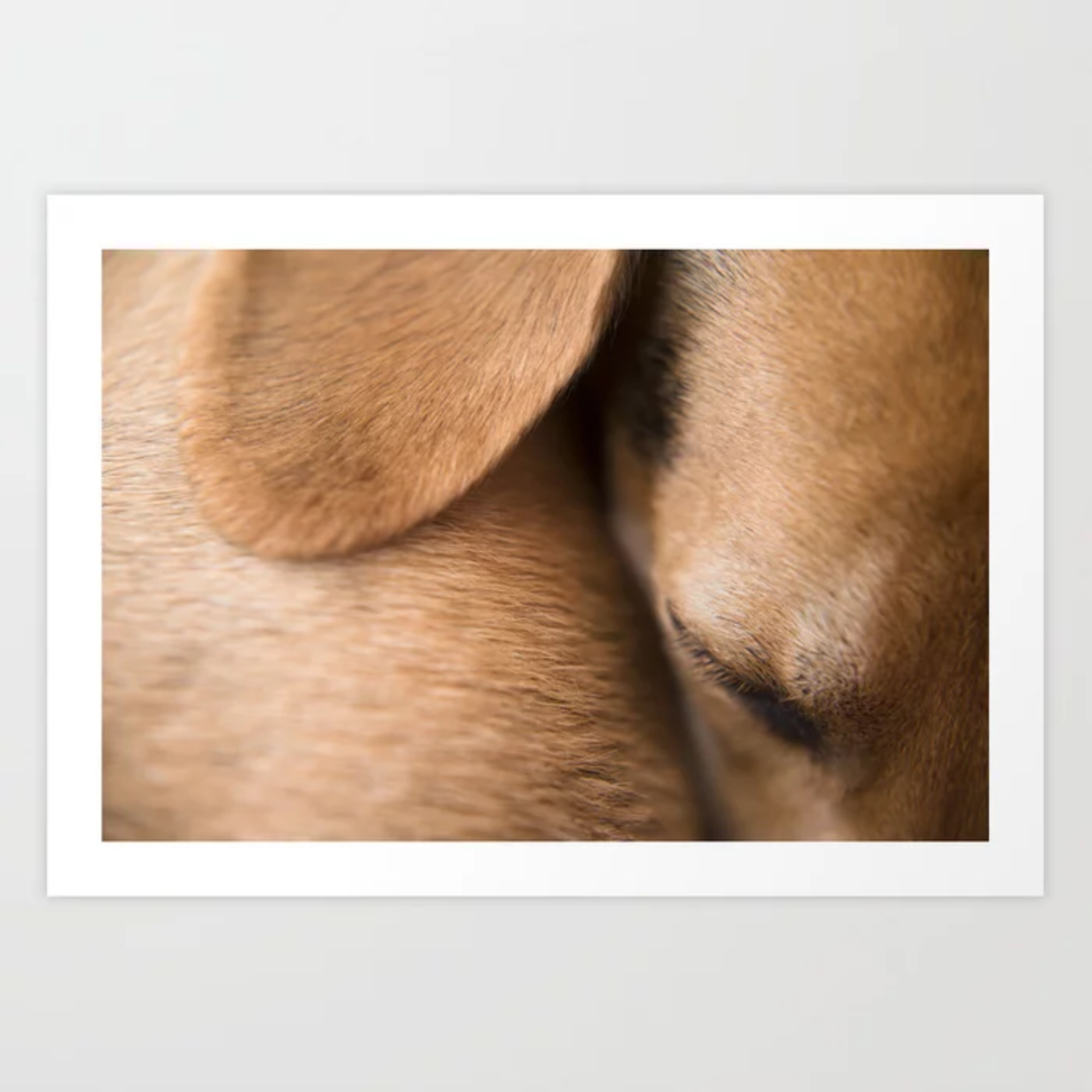 DOGvision, Fenne Kustermans, gifts for dog lovers, art prints, and wall art for dog lovers, www.DOGvision.eu - society6.com/dogvision