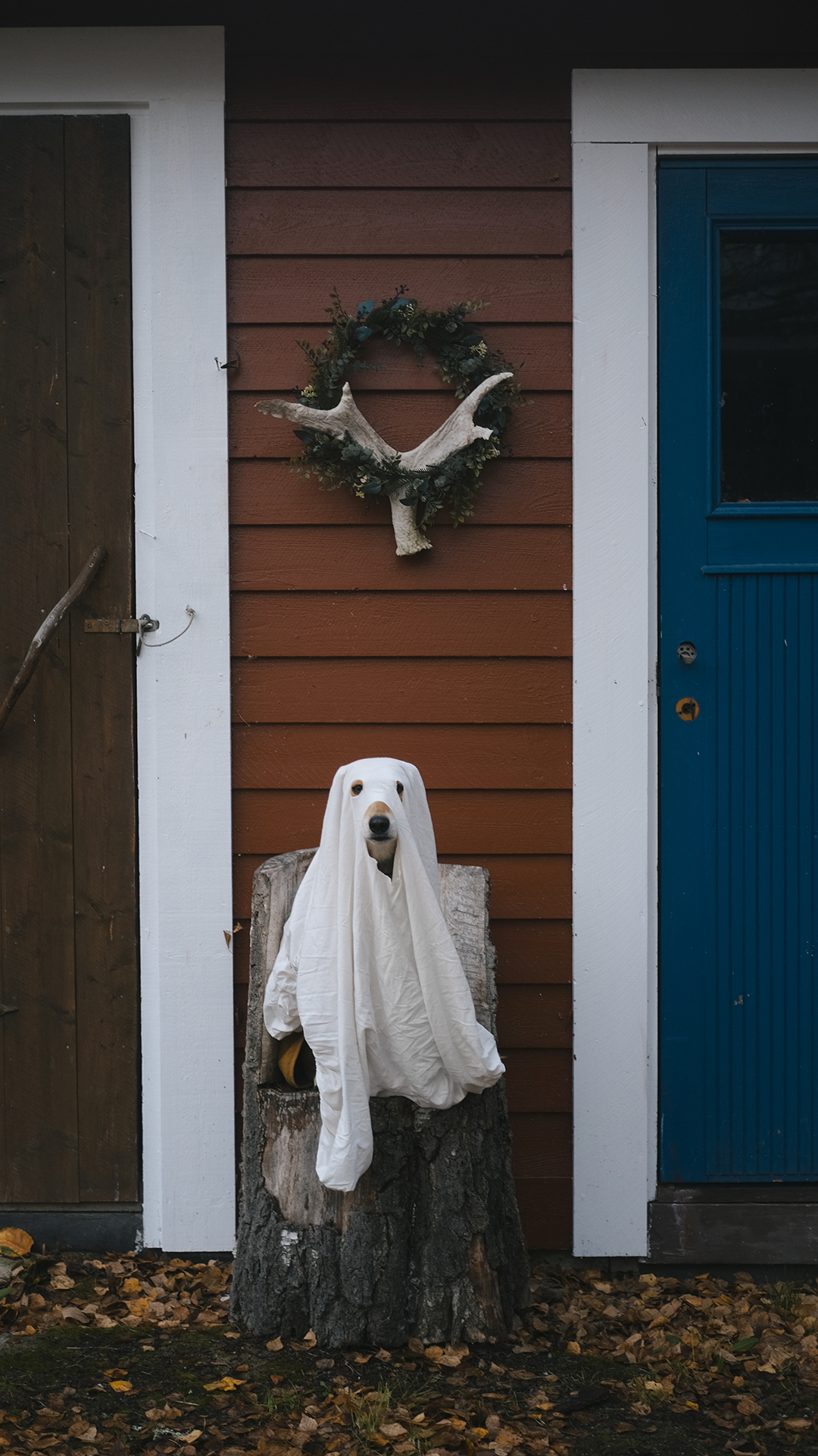 Happy Halloween, spooky season ghost dog, www.DOGvision.eu
