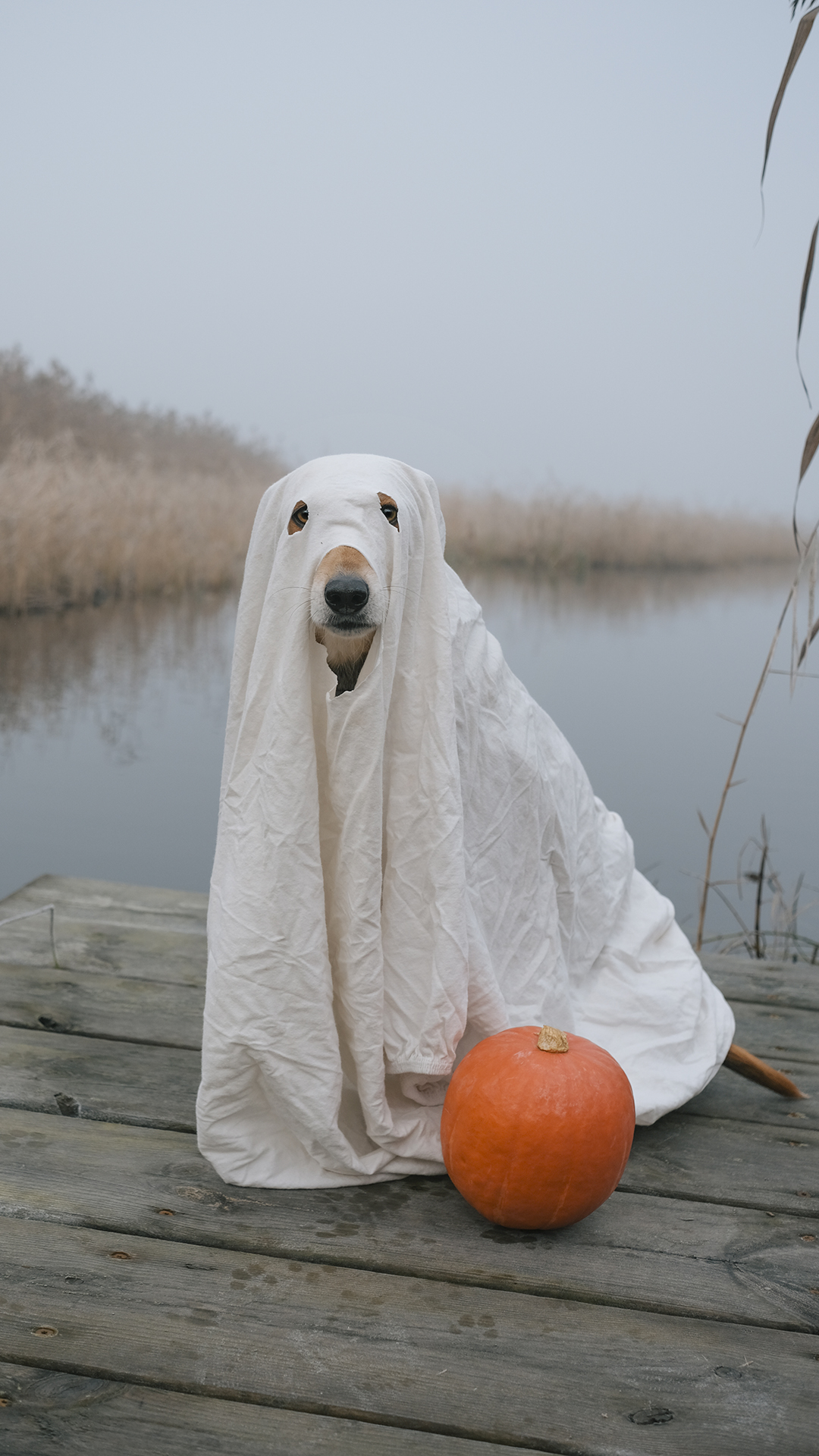 Happy Halloween, spooky season ghost dog, www.DOGvision.eu