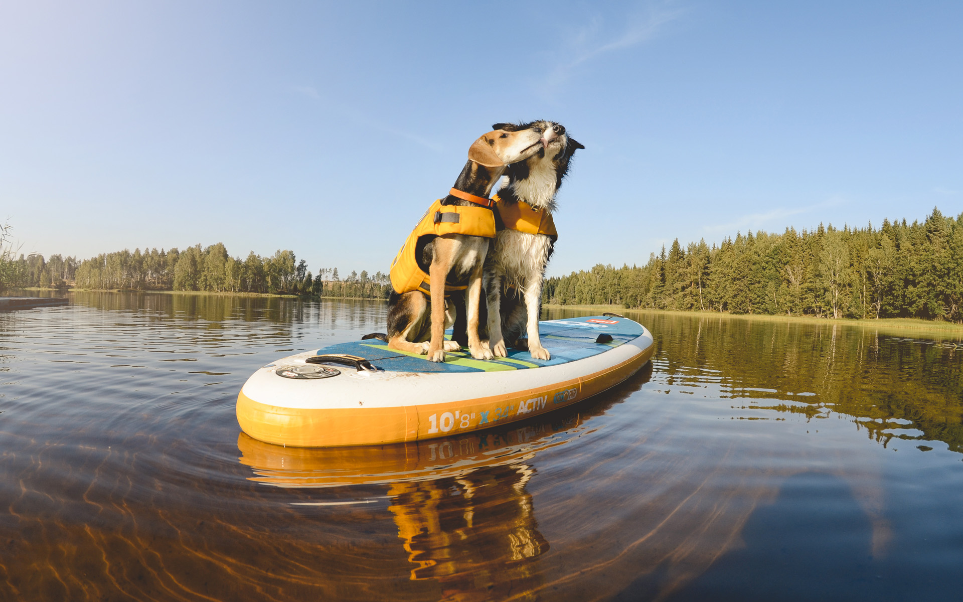 Welcome to DOGvision!