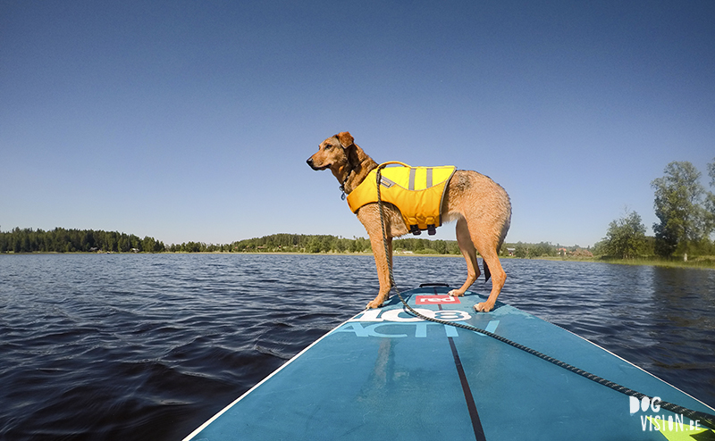 #TongueOutTuesday (25), dog blog Fenne Kustermans Dalarna Sweden, hiking with dogs, summer in Sweden, www.DOGvision.eu