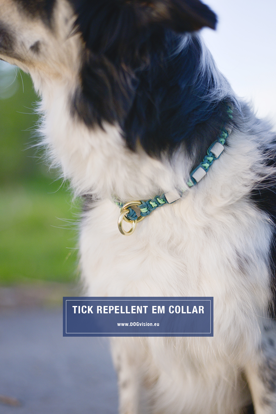 Tick repellents dog collar, EM ceramics, DIY project for dogs, dog photography, blog on www.DOGvision.eu